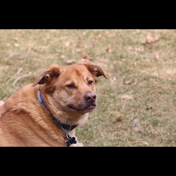 Posh sales = college $.     Thank you! 🤗 - Picture 2 of 5